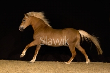 haflinger_assy71111 slawik